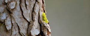 Preview wallpaper bark, tree, moss, macro, nature
