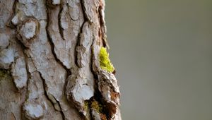 Preview wallpaper bark, tree, moss, macro, nature