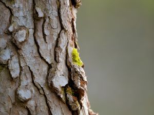 Preview wallpaper bark, tree, moss, macro, nature