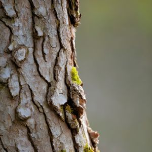 Preview wallpaper bark, tree, moss, macro, nature