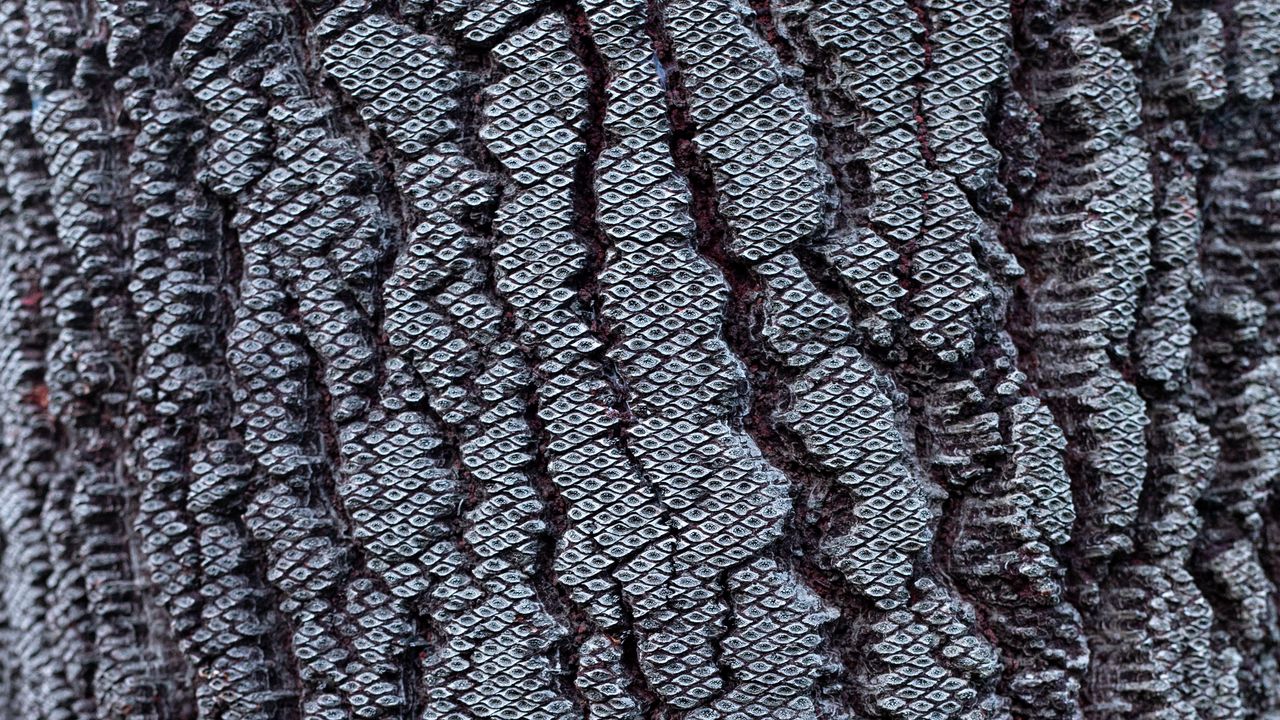 Wallpaper bark, tree, pattern, texture