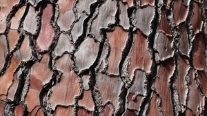 Preview wallpaper bark, tree, pine, wooden, relief, texture