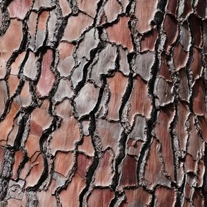 Preview wallpaper bark, tree, pine, wooden, relief, texture