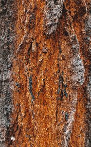 Preview wallpaper bark, tree, relief, texture