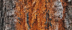 Preview wallpaper bark, tree, relief, texture