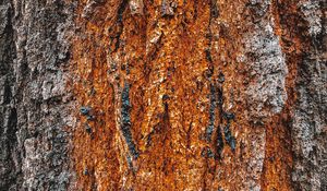 Preview wallpaper bark, tree, relief, texture