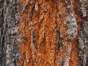 Preview wallpaper bark, tree, relief, texture