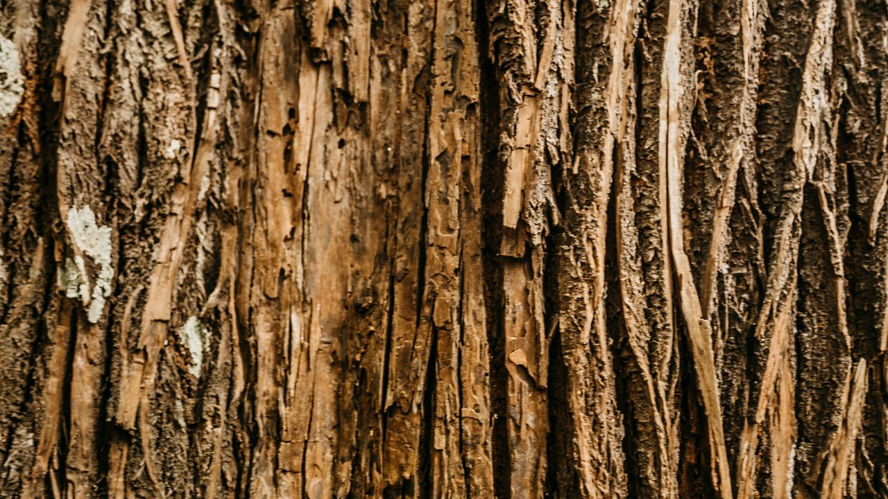 Wallpaper bark, tree, relief, wooden, texture