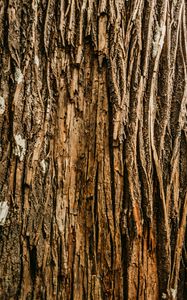 Preview wallpaper bark, tree, relief, wooden, texture