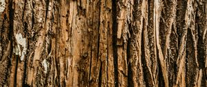 Preview wallpaper bark, tree, relief, wooden, texture