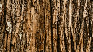 Preview wallpaper bark, tree, relief, wooden, texture
