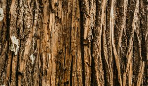 Preview wallpaper bark, tree, relief, wooden, texture