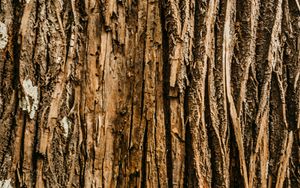 Preview wallpaper bark, tree, relief, wooden, texture