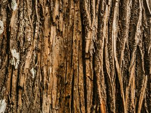 Preview wallpaper bark, tree, relief, wooden, texture