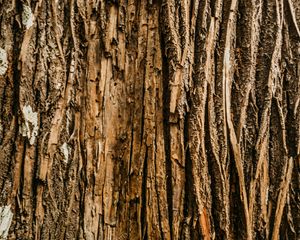 Preview wallpaper bark, tree, relief, wooden, texture