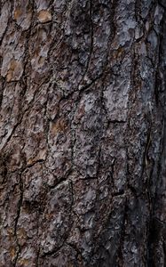 Preview wallpaper bark, tree, relief, texture, brown