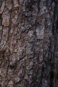 Preview wallpaper bark, tree, relief, texture, brown