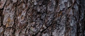 Preview wallpaper bark, tree, relief, texture, brown