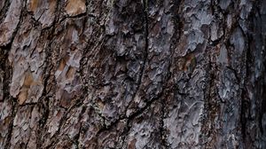 Preview wallpaper bark, tree, relief, texture, brown