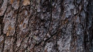 Preview wallpaper bark, tree, relief, texture, brown