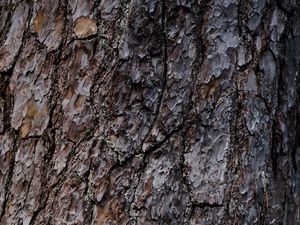 Preview wallpaper bark, tree, relief, texture, brown