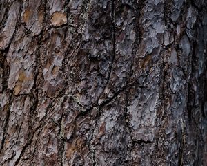 Preview wallpaper bark, tree, relief, texture, brown