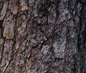 Preview wallpaper bark, tree, relief, texture, brown