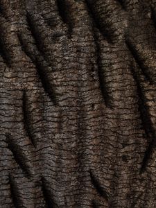 Preview wallpaper bark, tree, relief, texture, wooden