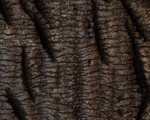 Preview wallpaper bark, tree, relief, texture, wooden