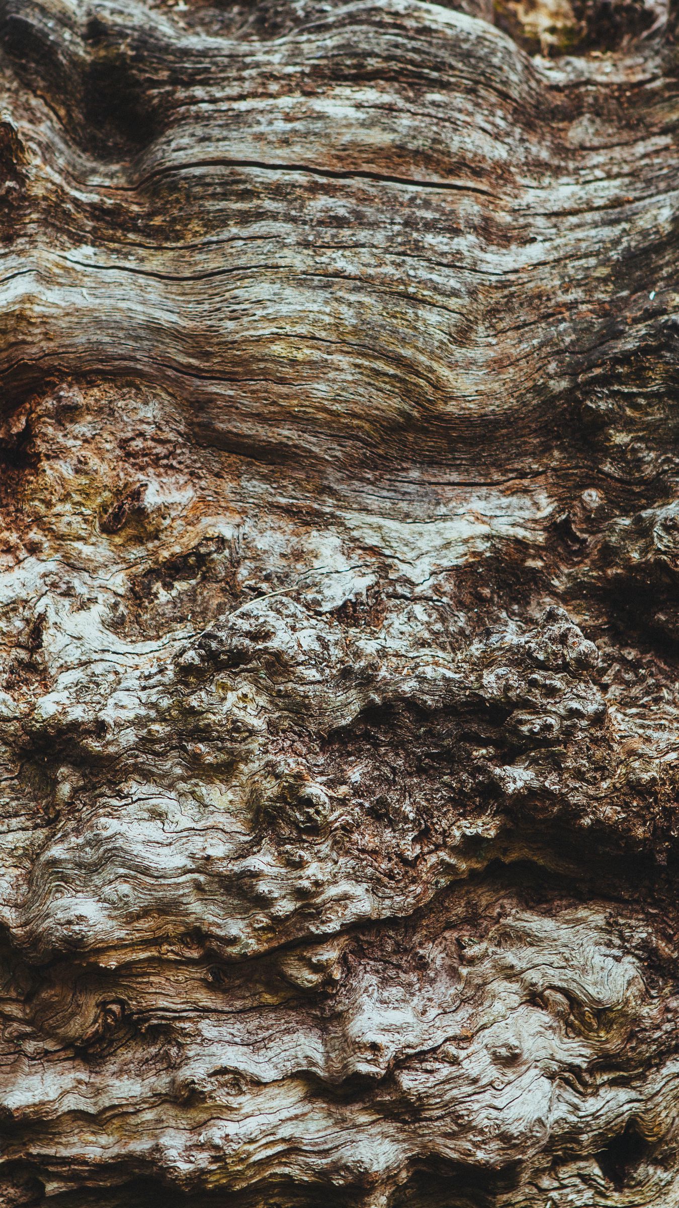 Download wallpaper 1350x2400 bark, tree, texture, ribbed iphone 8+/7 ...