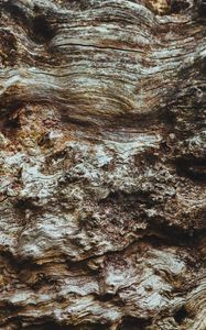 Preview wallpaper bark, tree, texture, ribbed