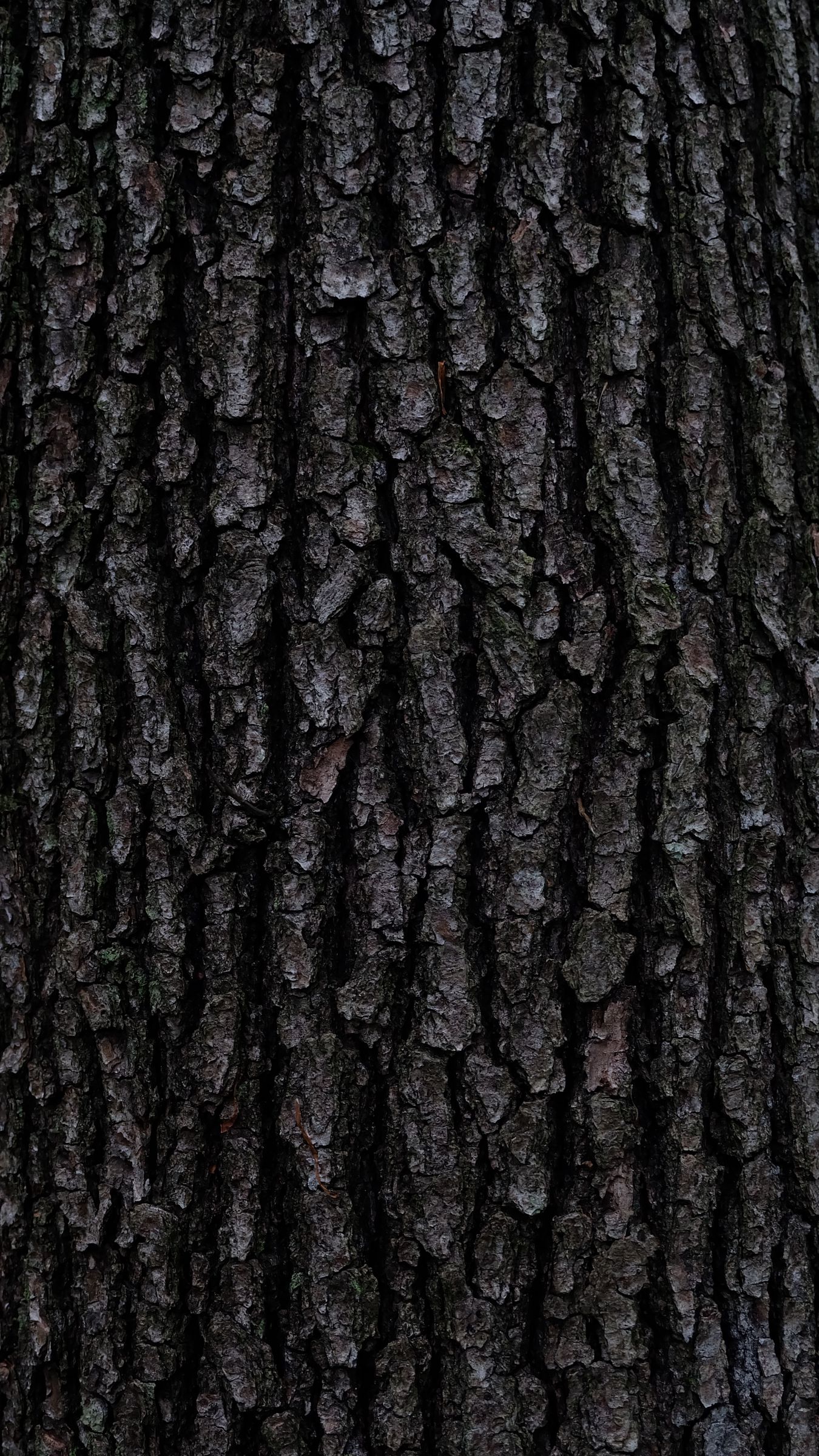 MLeWallpaperscom  Tree Bark IV