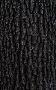 Preview wallpaper bark, tree, texture, relief