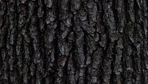 Preview wallpaper bark, tree, texture, relief