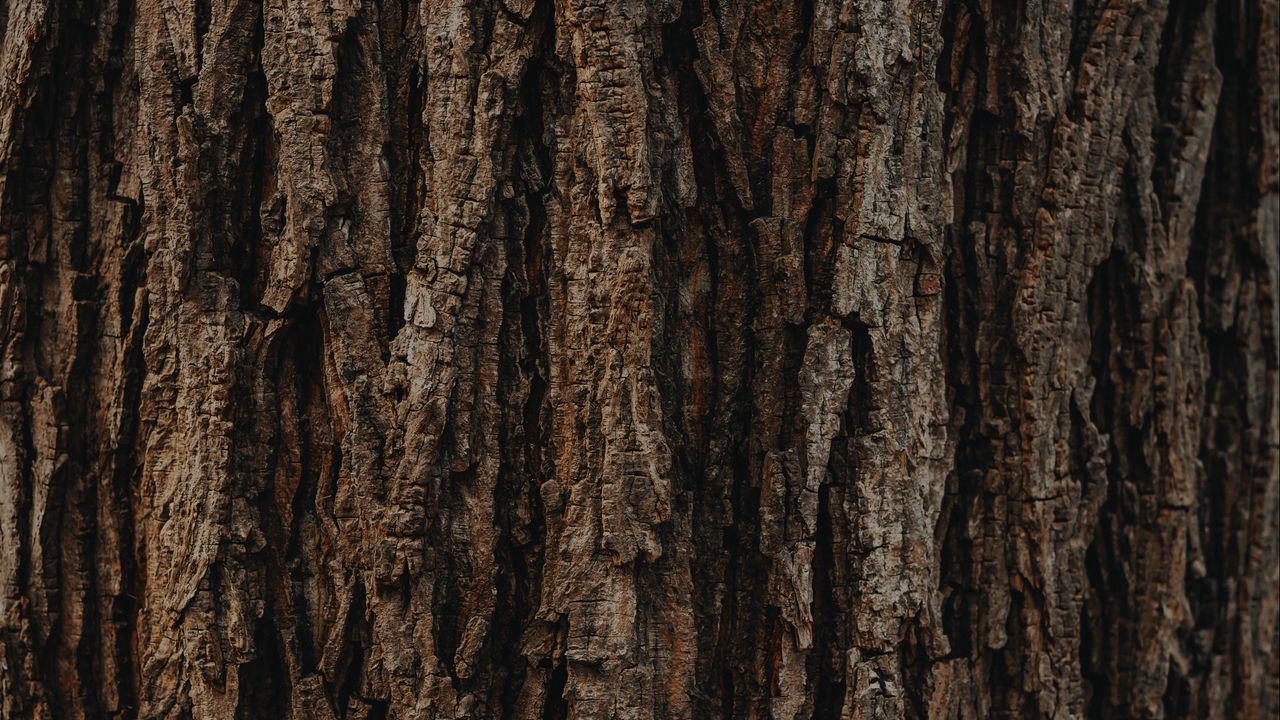 Wallpaper bark, tree, texture, relief, brown