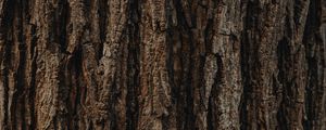 Preview wallpaper bark, tree, texture, relief, brown