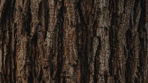 Preview wallpaper bark, tree, texture, relief, brown