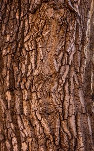 Preview wallpaper bark, tree, texture, surface, brown