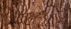 Preview wallpaper bark, tree, texture, surface, brown