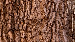 Preview wallpaper bark, tree, texture, surface, brown