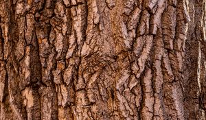 Preview wallpaper bark, tree, texture, surface, brown