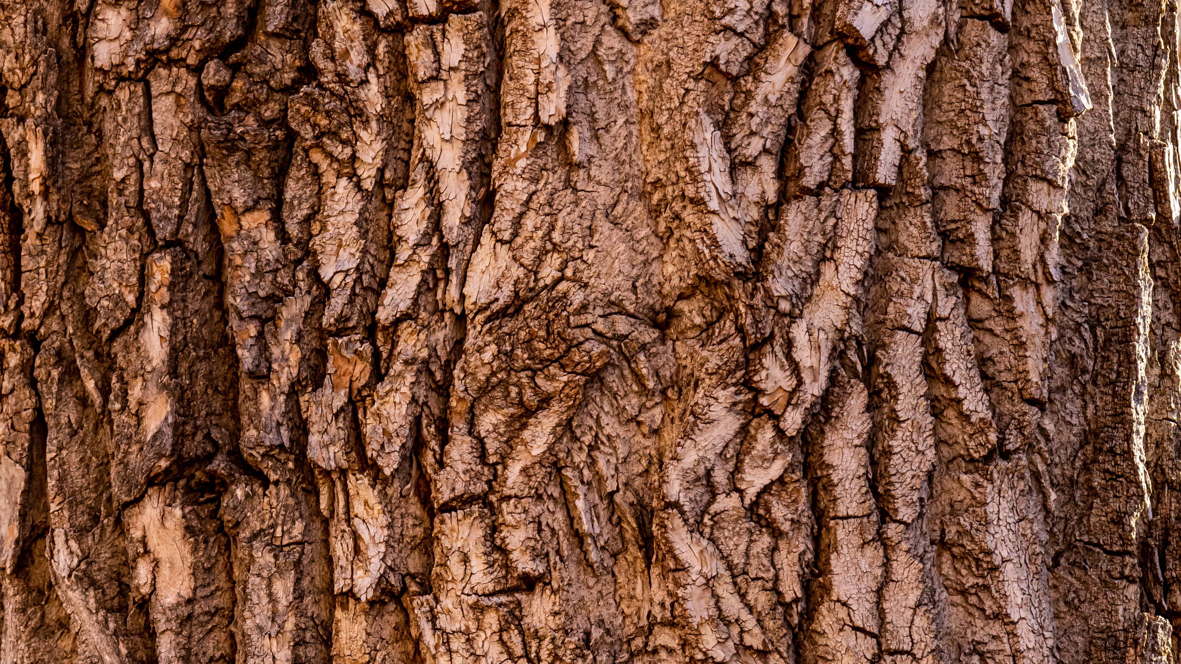 Clarke  Clarke Tree Bark Wallpaper  Wallpaper UK