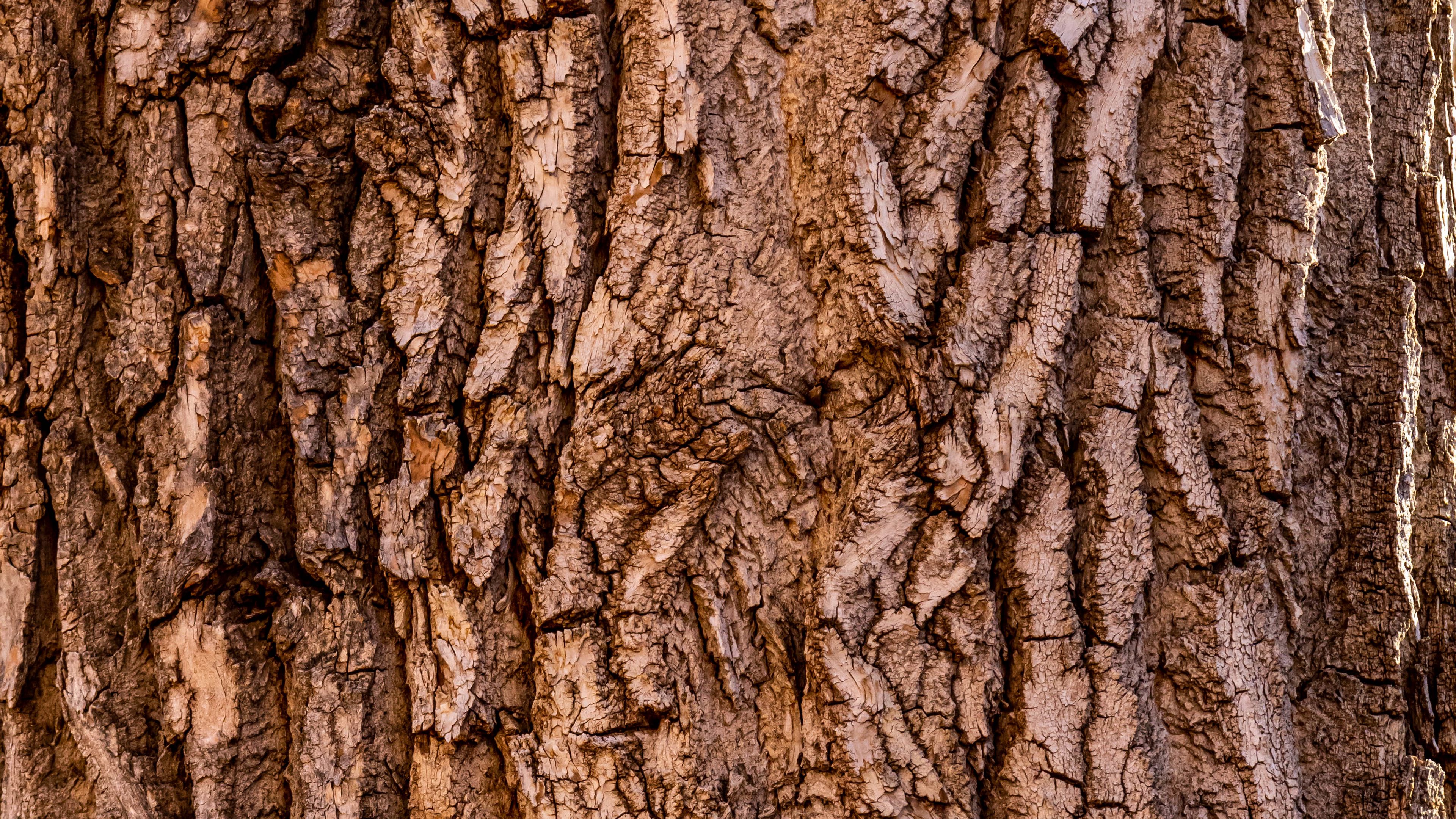 brown tree bark