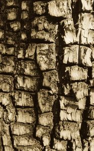 Preview wallpaper bark, tree, texture