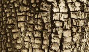 Preview wallpaper bark, tree, texture