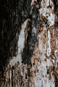 Preview wallpaper bark, tree, trunk, texture