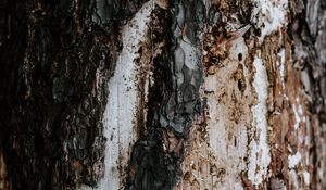 Preview wallpaper bark, tree, trunk, texture