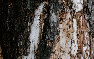 Preview wallpaper bark, tree, trunk, texture