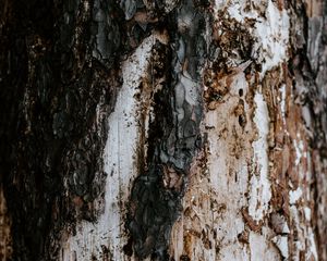 Preview wallpaper bark, tree, trunk, texture