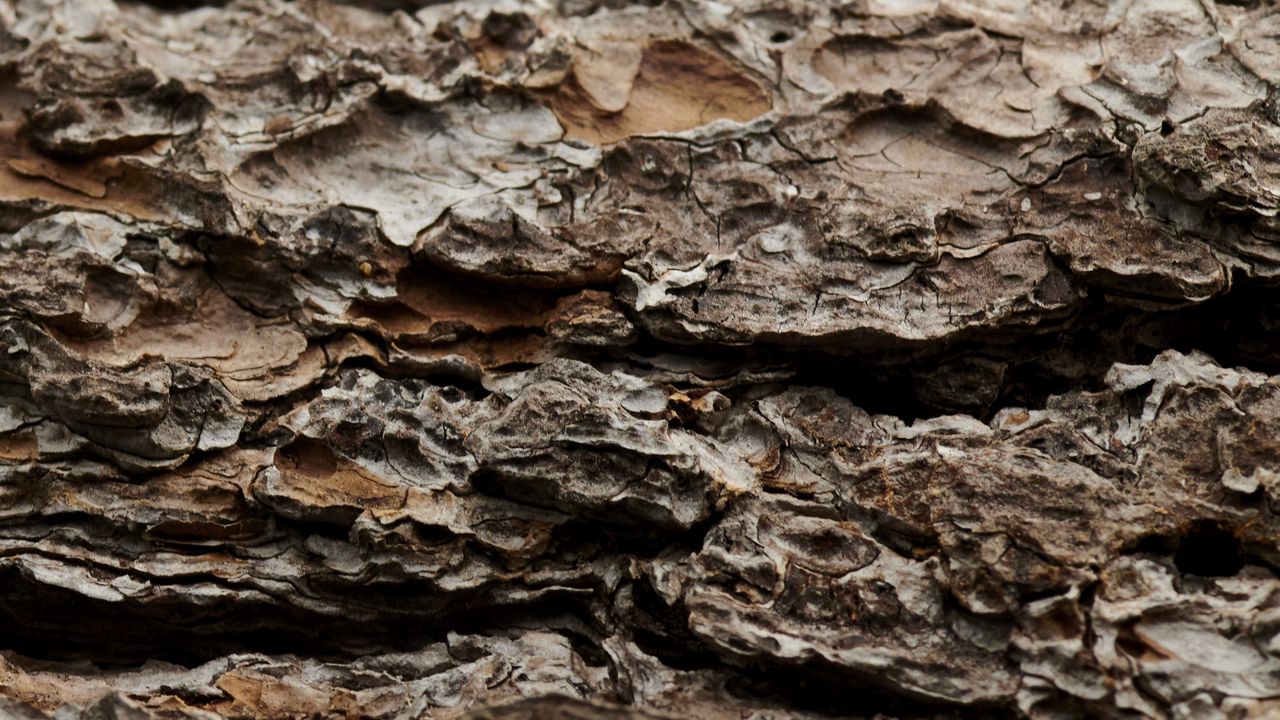 Wallpaper bark, tree, trunk, macro